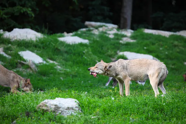 Embalagem de lobos alimentando-se de carcaça em natural — Fotografia de Stock
