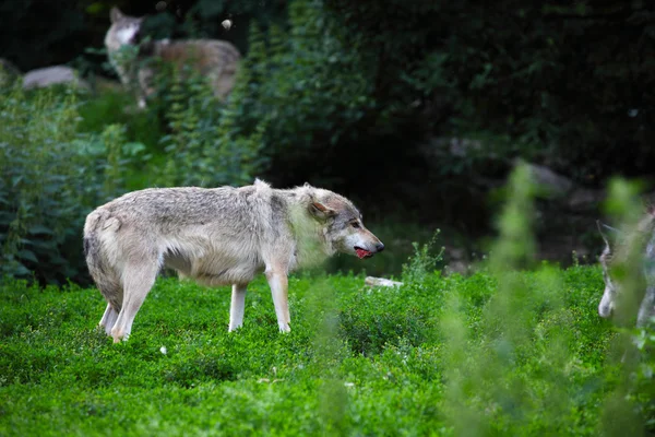 Grijze wolven voeden op karkas — Stockfoto