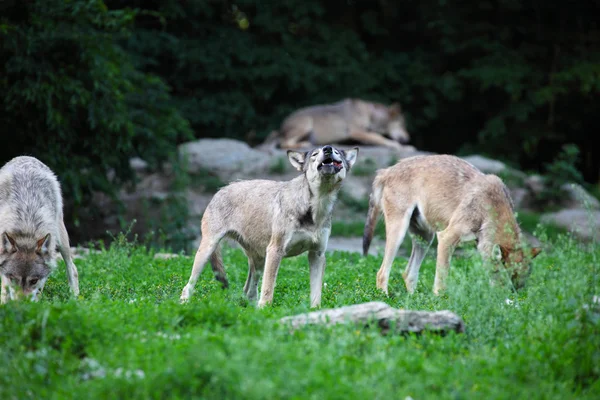 Stado wilków karmienia na tuszy w naturalnym — Zdjęcie stockowe