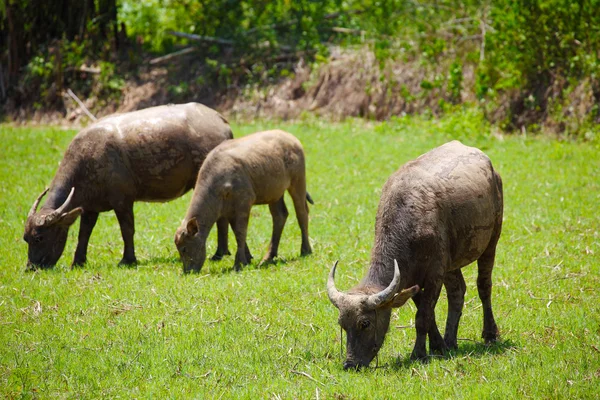 Búfalos alimentándose en campo de hierba —  Fotos de Stock