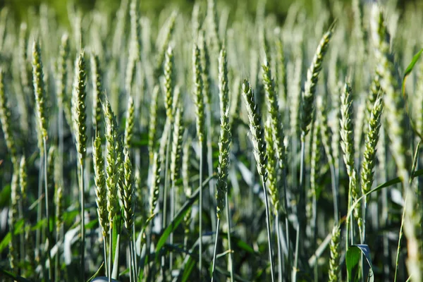 Green barley field background in europe — Stock Photo, Image