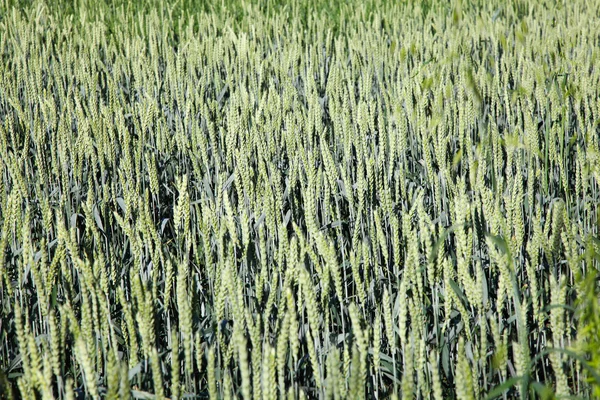 Campo di orzo verde in primavera in una giornata di sole — Foto Stock