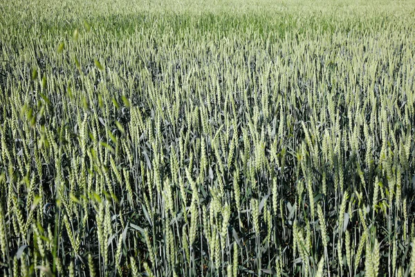 晴れた日に春に緑の麦畑 — ストック写真