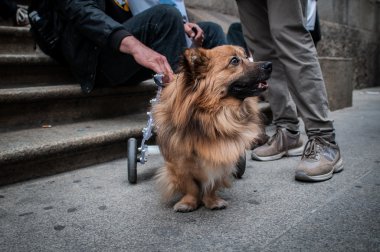 hayvan hakları savunucuları protest