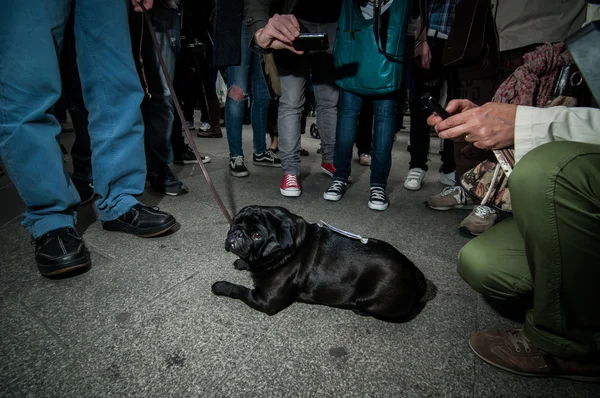 Animal rights activists protest — Stock Photo, Image