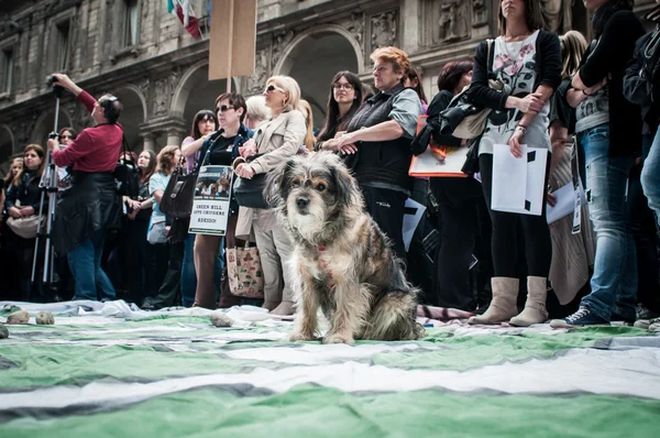 Protest obrońców praw zwierząt — Zdjęcie stockowe