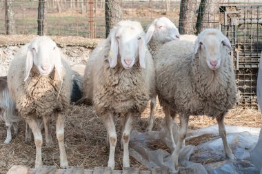 Ücretsiz koyun çiftliği