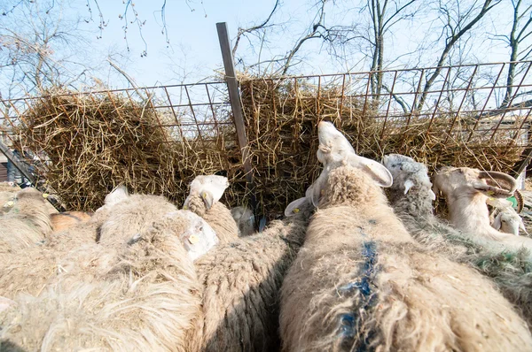 Ovejas que comen gratis en la granja — Foto de Stock