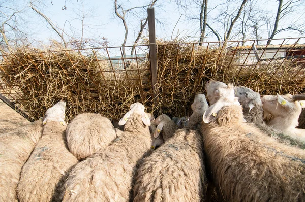 Ovejas que comen gratis en la granja — Foto de Stock