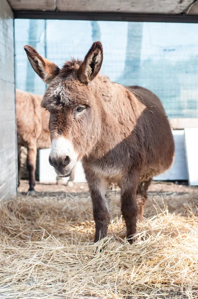 Burros en la granja — Foto de Stock