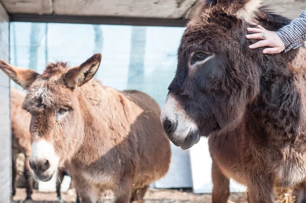 Donkeys on the farm — Stock Photo, Image