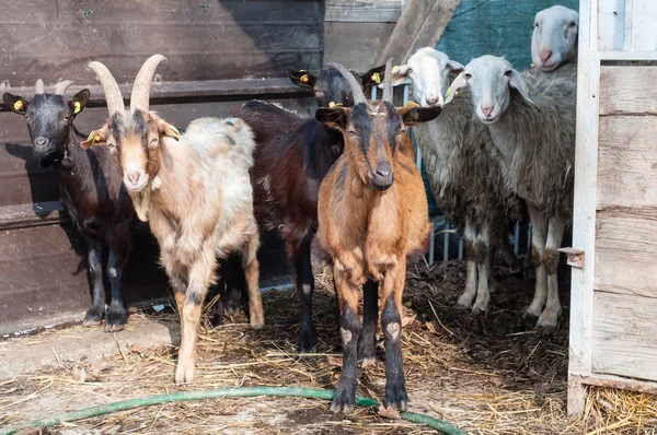 Ziege auf dem Bauernhof — Stockfoto