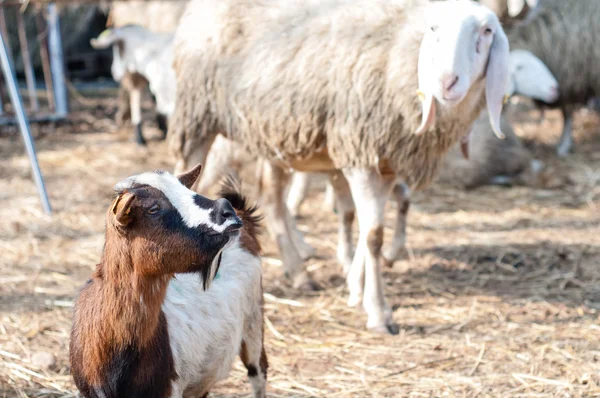 Chèvre à la ferme — Photo