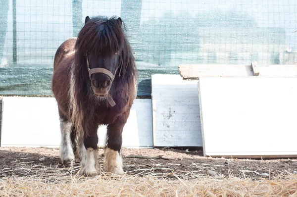 Kuda poni di peternakan — Stok Foto