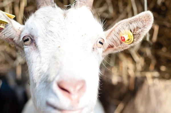 Koza na farmě — Stock fotografie