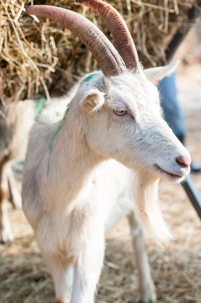 Cabra en la granja — Foto de Stock