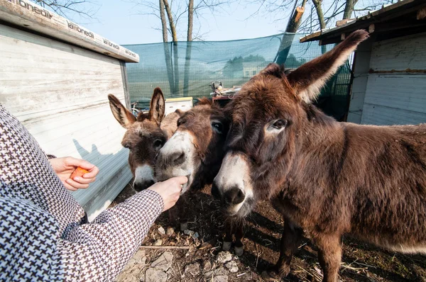 Esel essen auf dem Bauernhof — Stockfoto