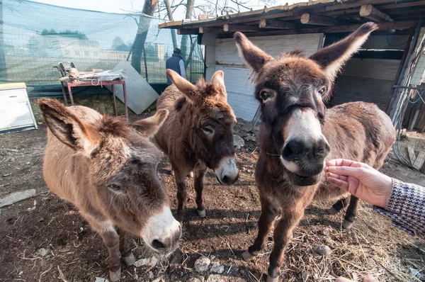 Burros comendo na fazenda — Fotografia de Stock