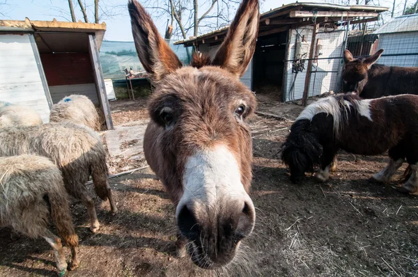 Burros na fazenda — Fotografia de Stock