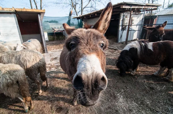 Burros na fazenda — Fotografia de Stock