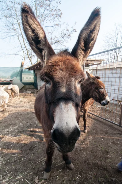 Burros na fazenda — Fotografia de Stock