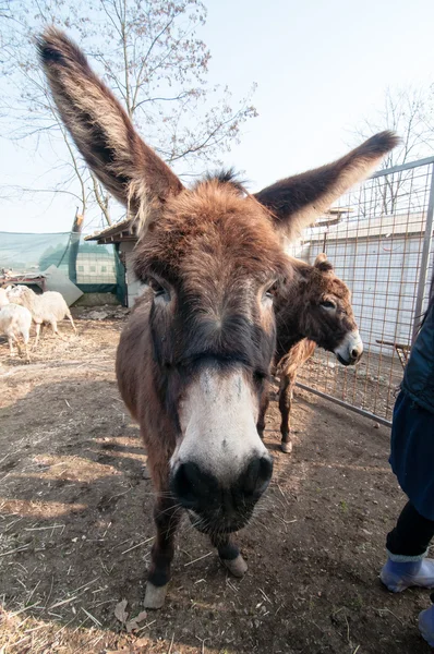 Burros en la granja — Foto de Stock