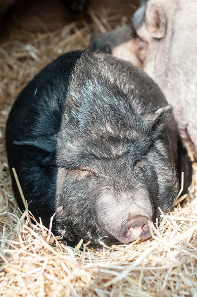 Porco adormecido na fazenda — Fotografia de Stock