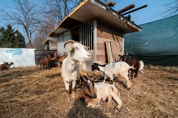 Chèvre à la ferme — Photo