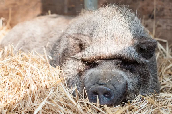 Porco adormecido na fazenda — Fotografia de Stock