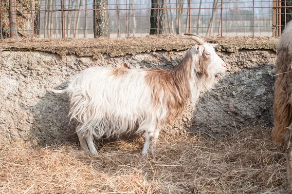 Ziege auf dem Bauernhof — Stockfoto