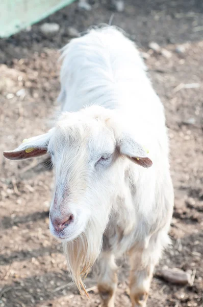 Koza na farmě — Stock fotografie