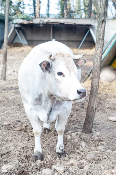 White cow on the farm — Stock Photo, Image