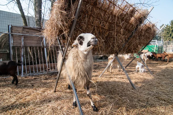 Freie Schafe auf dem Bauernhof — Stockfoto
