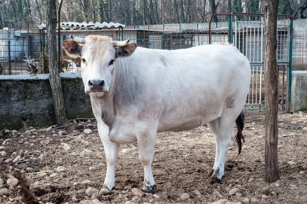 ファーム上の白い牛 — ストック写真