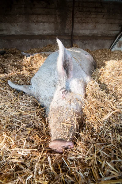 Спящая свинья на ферме — стоковое фото
