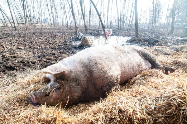 Cerdo dormido en la granja —  Fotos de Stock