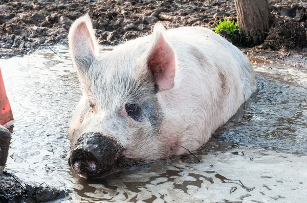Cerdo en barro en la granja — Foto de Stock