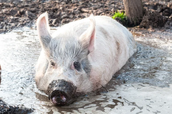 Schwein im Schlamm auf dem Bauernhof — Stockfoto