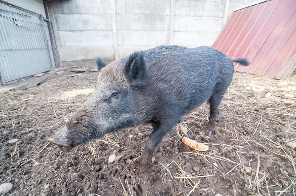 Wildschweine auf dem Hof — Stockfoto