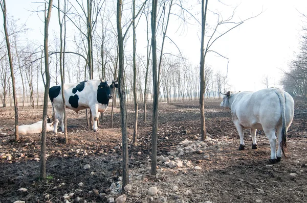 Bull on the farm — Stock Photo, Image