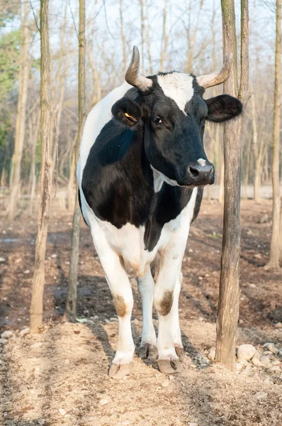 Bull on the farm — Stock Photo, Image