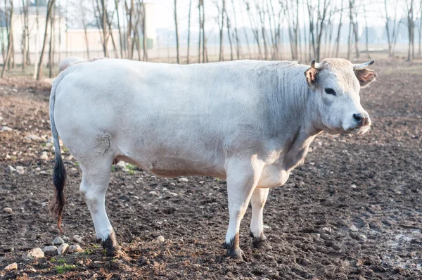 Bílá kráva na farmě — Stock fotografie