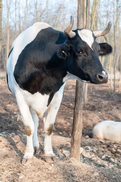 Bull na farmě — Stock fotografie