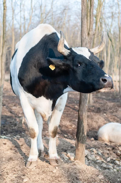 Bull na farmě — Stock fotografie