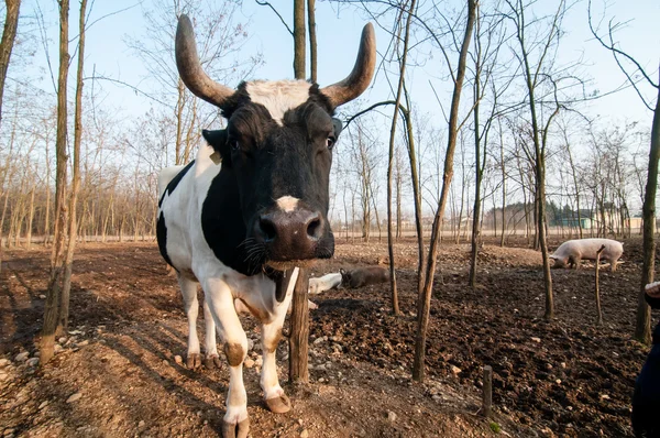 Bulle auf dem Bauernhof — Stockfoto