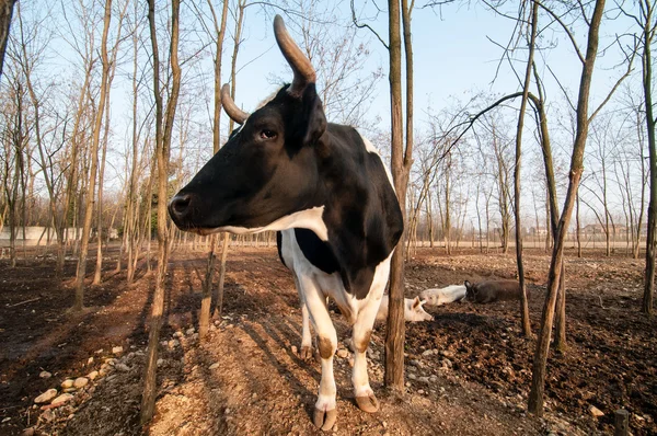 農場で牛します。 — ストック写真