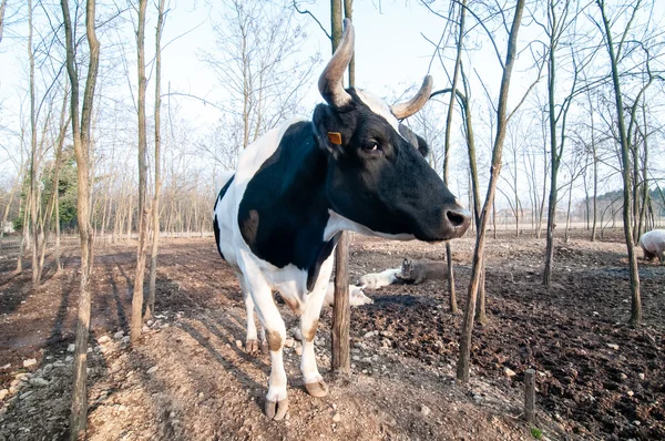 Toro en la granja — Foto de Stock