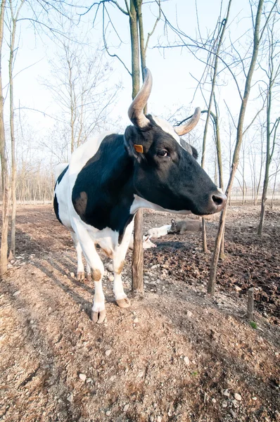 Bull na farmě — Stock fotografie