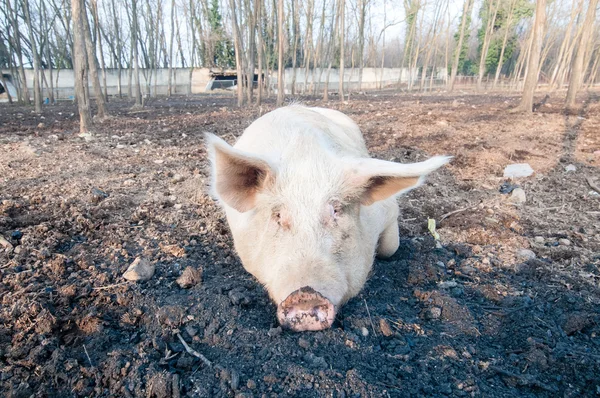 Schwein auf dem Bauernhof — Stockfoto