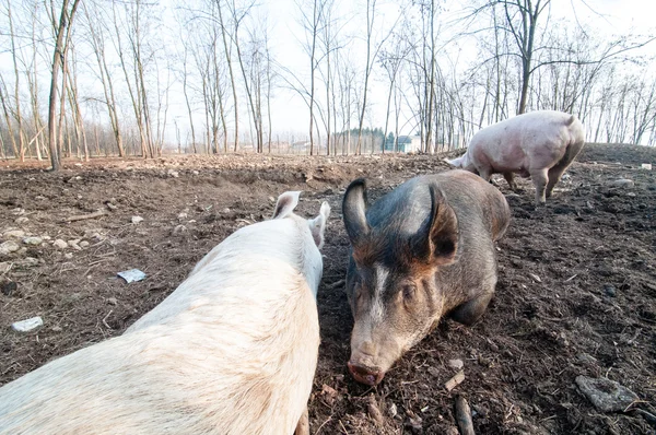 Schwein auf dem Bauernhof — Stockfoto